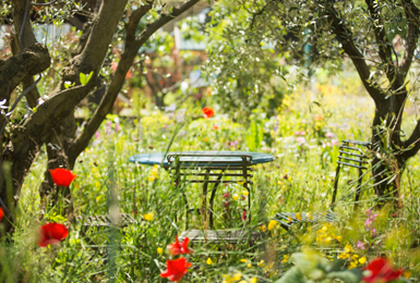 Chelsea Flower Show 2015 ‘A Perfumers Garden’ 