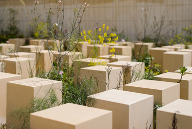 Chelsea Flower Show 2017  ‘The M&G Garden’