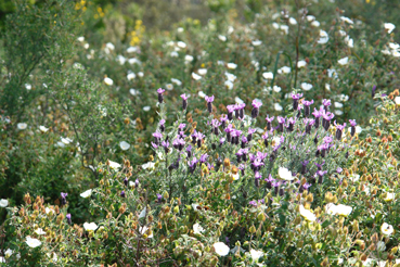 menu garrigues